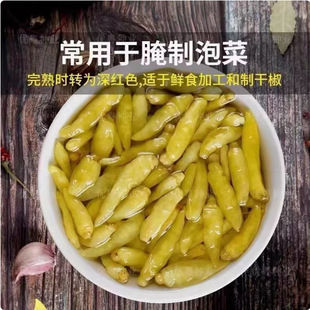 Four Seasons Xiao Mi Pepper Seeds Xiao Mi Spicy Seed Seedlings Chaotian Chili Super Spicy Vegetable Pickled Pepper Seedlings Potted Seeds