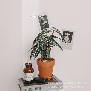 Little Fairy Calla Lily Arrowroot Indoor Potted Plant Shade-Tolerant Desktop Black Leaf Guanyin Lotus Green Plant Internet Celebrity Easy to Maintain Ins Style