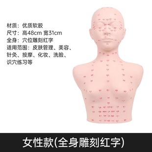 Factory Direct Supply skin management head model beauty salon practice body beauty facial acupuncture point shoulder model massage model