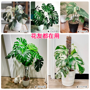 Meishi Tortoise Bamboo Large Flower Pot Root Control Breathable Resin Plastic Green Mountain Active Nordic Simple Keep Gold Small