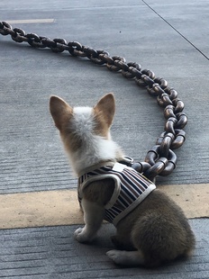 Plastic thick dog chain big iron chain funny trick dog walking pet supplies traction rope shaking small horse