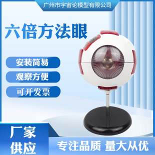 Factory wholesale medical teaching simulation with digital Six Times method eye anatomy model