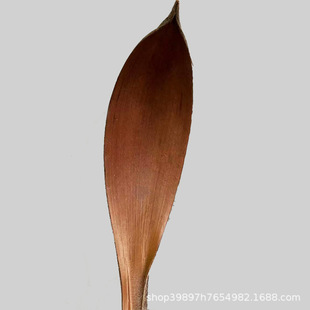 Imported Cacao Leaves Dried Flowers Natural Plants Leaves Photography Props Homestay Model Room Desktop Decorative Ornaments Tray