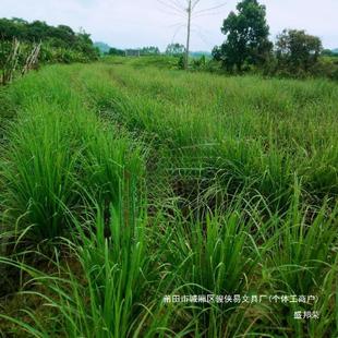Manufacturer's Clumps of Lemongrass Thai Lemongrass Lemongrass Potted Potted Lemongrass Seedlings Fresh and Not