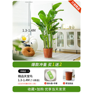Bird of Paradise Potted Plant to Remove Formaldehyde Indoor Living Room Large Green Plant Office Large Leaf Plant Flower Strelitzia Reginae New House