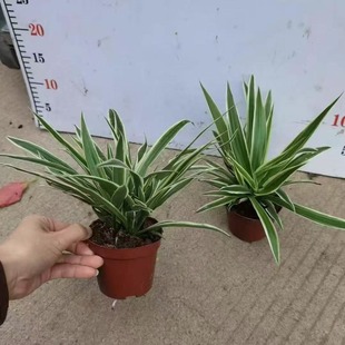 Базовые поставки Пномпень Diaolan 90 чашек маленькие горшечные зеленые стены озеленение свежий воздух офис зеленые растения оптом
