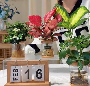 hydroponic plants turtle-backed bamboo bird of paradise indoor tabletop potted plants for lazy people to keep clean air office green plants