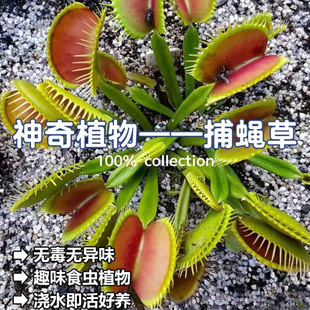 Piranha Huge Biting Flytrap Insect Catching Plant Pitcher Plant Winter Indoor Lazy Plant Kidsren's Toy