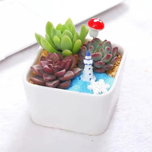 succulent plant combination potted suit indoor diy radiation protection desktop office set flower
