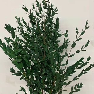 Flower manufacturers directly supply preserved flower materials diy lasagna gold dried flower bouquet immortal eucalyptus