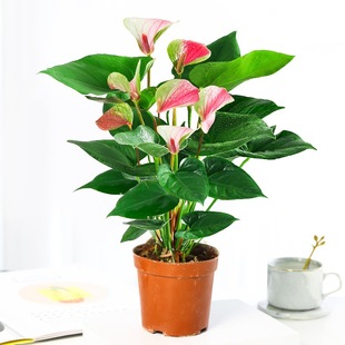 Hydroponic Anthurium and White Palm Potted Plants Are Smooth Sailing, Flower Plants Are Easy to Grow Indoors, and Green Plants Are Lucky and Bloom in All Seasons