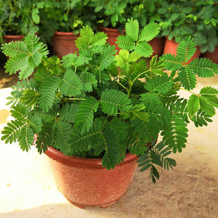 Mimosa Potted Plants Indoor Mimosa Office Potted Desktop Hydroponic Plants Flowers and Green Plants Small Potted Plants