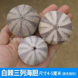 Natural Sea Urchin Shell Specimen Air Pineapple Flower Pot Home Floor Decoration Shell Conch Sea Urchin Crafts Wholesale
