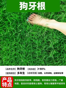 High-End Lawn Seeds Japanese Bermudagrass Chinese Bermudagrass Seeds Fine-Leaf Grass Seeds Groove-Leaf Bermudagrass Seeds