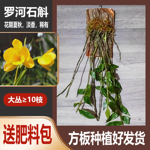 Dendrobium Orchid Potted Plant with Flower Board, Dendrobium Seedlings, Orchid Plants, Green Plants, Iron Spider Orchid, Edible Florals, Easy to Grow Indoors