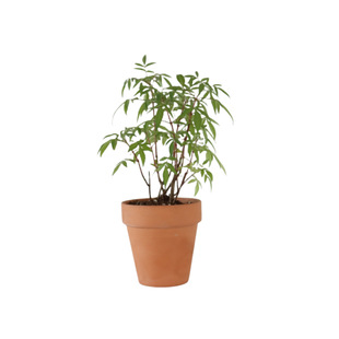 Aromatic Marigold Retail Carat Vanilla Potted Seedlings in Various Specifications Optional Base Direct-Operated Sun Edible Mosquito Repellent