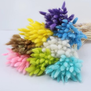 Yunnan dried flower rabbit tail grass wholesale real flower dog tail grass a bouquet of 60 permanent flower bouquet rabbit tail grass