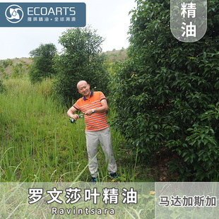 Rowansa Leaf Essential Oil Madagascar Imported Essential Oil Aromatherapy Care Fragrance Single Massage Yaqi Essential Oil