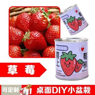 Children's Day Gift Can Plant Blind Box Desktop Small Potted Plant Student Flower Green Plant Easy to Feed Seed Potted Plant