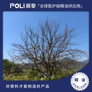 Peru imported saint wood essential oil POLI imported saint wood unilateral essential oil wholesale beauty salon natural aromatherapy essential oil