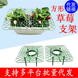 Family Planting Strawberry Square Tray Rack Anti-landing Potted Fruit Green Plant Splicing Anti-rotten Fruit Horticultural Support Rack