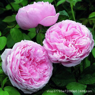 Vine Rose Flower Seedlings Flower Plants Indoor Potted Roses Climbing Vines Roses Blooming Florals All Year Round Old Pile Balcony Tina