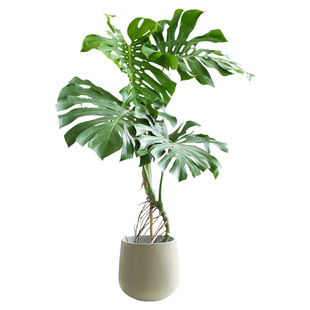 High-Quality Old Pile Large-Leaf Monstera Potted Florals and Green Plants Are Good for Feeding Indoor Formaldehyde-Removing Office Hydroponic Plants