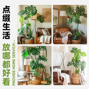 Bamboo turtle-backed large potted hydroponic big leaf plant old pile living room large green plants flowers office open back to make money