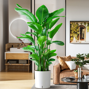 Bird of Paradise Hydroponic Plant Indoor Evergreen Large Green Plant Living Room Office Desktop Foliage Balcony Potted Plant