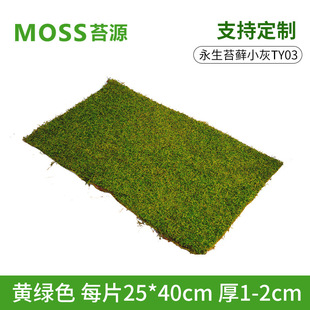 Immortal moss [small gray moss] moss micro landscape landscaping moss plants green bonsai pavement manufacturers
