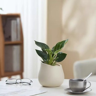 Phalaenopsis Ama Nordic Зеленые растения в горшках Цветочный офис Гостиная Внутренняя столешница украшения для очистки воздуха