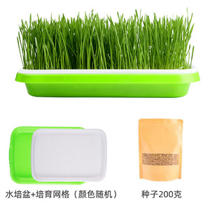 Cat Grass Potted Wheat Seed Seedling Tray Soilless Hydroponic Catnip Self-Planted Kitten Snacks