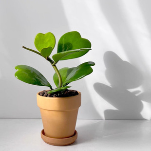 Heart-Leaf Orchid Potted Succulents, Old Piles, Green Plants and Florals in the Office, Easy to Grow, Scandinavian Internet Celebrity Decompression Climbing Vines