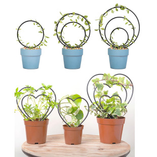 Cross-Border Iron Round Heart-Shaped Plant Climbing Frame Mountain Turtle Clematis Frame Climbing Vine Frame Plant Bracket