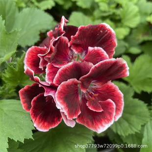 Double Geranium Potted Flower Seedling Big Flower Flowering in Four Seasons Hydrangea Seedling Good Growing Flower on Indoor Balcony