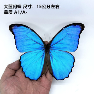 Wholesale big blue flash butterfly specimen joy goddess real insect photo frame European decorative painting wedding Valentine's Day