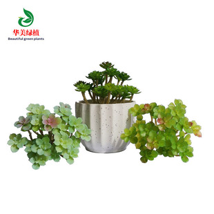 Simulation Mini Succulent Plant Potted Living Room Plastic Fake Flower Fairy Fake Green Plant Ecological Landscape