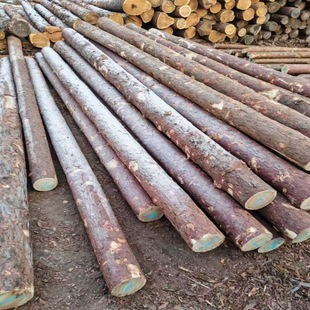 Larch Pile National Supply River Piling Wood Pine Pile Flood Control Pile Rod 4-12 m Larch Log