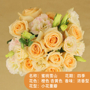 Juice Balcony Rose Potted Four Seasons Open Flowers Rose with Buds Balcony Courtyard Climbing Plants Rose Flower Seedling
