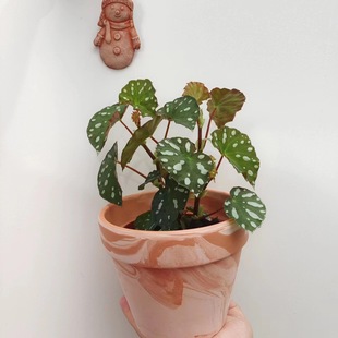 Free Shipping Natural Red and White Pottery Macchiato Plain Burning Breathable Water Permeable Green Plant Simple High-grade Special Flower Pot Home Balcony