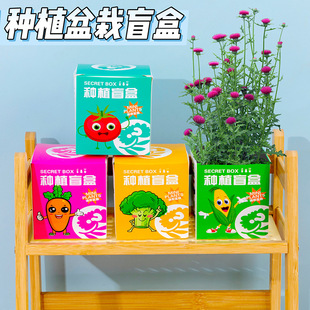 Gift Small Observation Planting Blind Box Pushing Small Gift Kindergarten Small Potted Plant Sharing Children's Desktop Plant Birthday