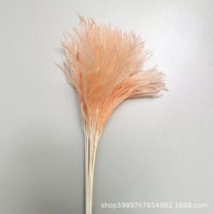 Golden grass small Reed dried flower bouquet home shop soft flower arrangement simple shooting props