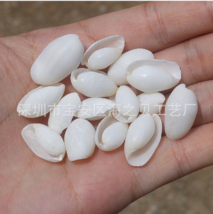 Natural White Shell Small Starfish Conch Shell Crafts Decorative Handmade diy Micro Landscape Material Ornaments Wholesale