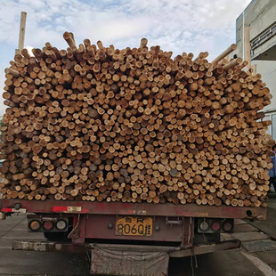 Jiangxi landscape greening project 2.5 m factory wholesale fir support Rod project wholesale Forest Farm Direct Hair