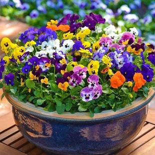 Pansy Flower Seeds, Ruffled Pansy, Multi-Color Cat Face, Cold-Resistant and Heat-Resistant, Can Be Planted in Potted Florals on the Balcony in the Courtyard in All Seasons