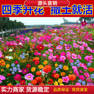 Wildflower Combination Flower Seeds Outdoor Easy-To-Live Flower Seeds Colorful Gesang Flowers Blooming in All Seasons Florals Double-Petaled Sunflower Seeds
