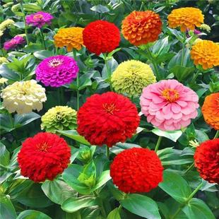 Four Seasons Easy to Grow Zinnia Flower Seeds Cosmos Road Courtyard Zinnia Outdoor Sunshine Flower Seeds Bloom Continuously