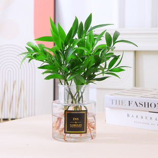 Mint hydroponic plant indoor potted lemon mint leaf edible rosemary mosquito repellent aquatic good green plant
