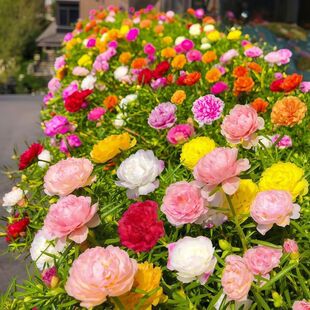 Double Sunflower Seeds Are Easy to Live and Bloom in All Seasons. Outdoor Courtyard Garden Flower Seeds