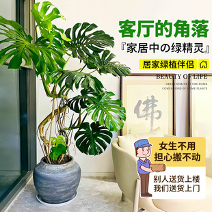 Monstera Deliciosa Large Potted Plant in the Living Room with Large Leaves and Old Piles and Roots. Office Large Green Plant Indoor Purification Air Absorbs Formaldehyde